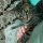 emmersdrawberry:  beenicetobees: Crowley, the buckskin nightmare love the cronch