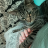 emmersdrawberry:  beenicetobees: Crowley, the buckskin nightmare love the cronch
