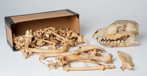 thylacine-dreams: Thylacine skull and bones from Museum für Naturkunde in Berlin, Germany. [x] 