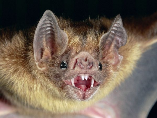 spacebatisluvd:prettypinkviper:  dreamingbuttons:vederlicht:chickenstab:chickenstab:all these fucking fools on my dashboard talk about how they love bats but only show pictures of fruit bats fuck you start posting pictures of all bats i can’t stand