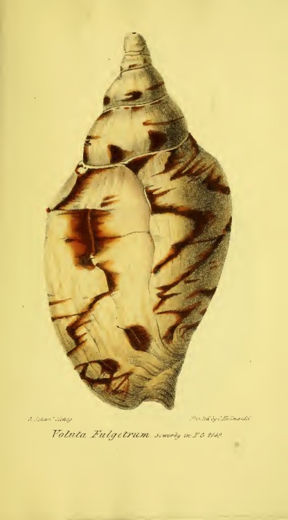 digitalpubliclibraryofamerica: Voluta Fugetrum, or for those who are not conchologists, a sea shell!