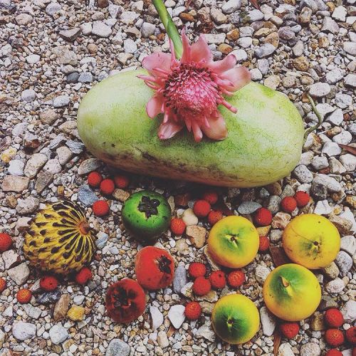 Tropical Fruit Heaven #watermelon #rollinia #chocolatesapote #lychee #velvetapple #abiu #mossman #m