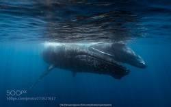 Socialfoto: Motherhood La Réunion!We Whale Rock You! The Mother&Amp;Amp;Calf Humpback