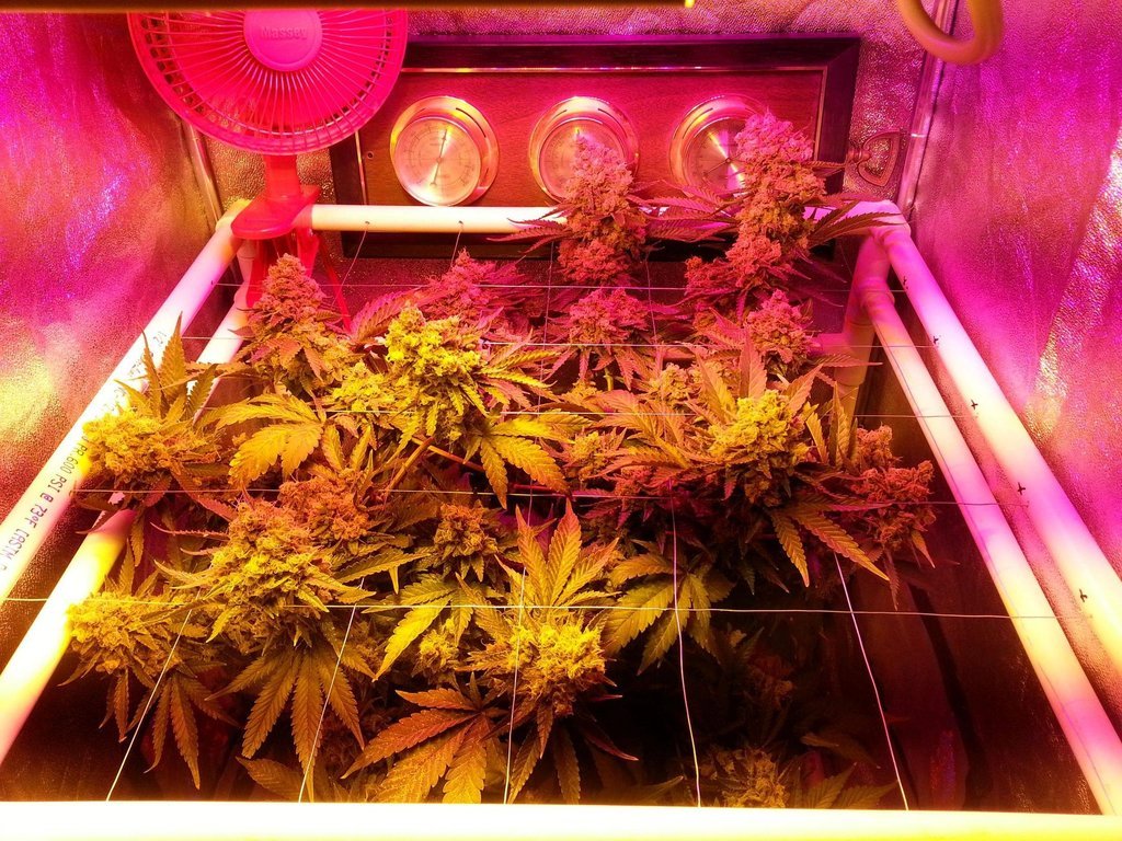 weedporndaily:  Critical Hog - 76 Days of Flowering - Harvest Week!