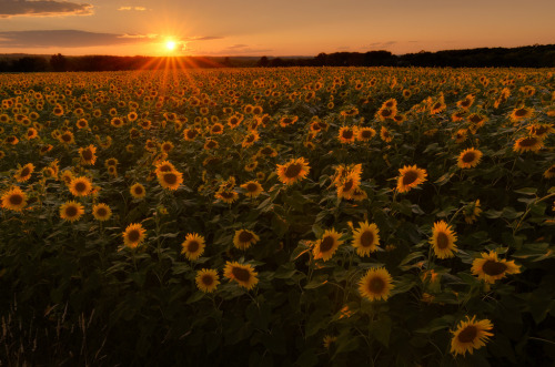 Buttonwod Farm, Griswold, CT by Craig Szymanski Via Flickr: www.sunflowersforwishes.com/