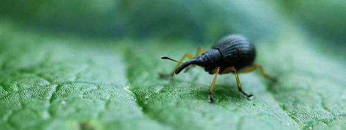 This weevil is about 3mm long - including the ridiculous snout. It moves crab-wise away from photogr