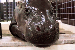 thefrogman:  [video]