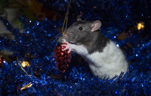 Sometime Christmas-cards just happen on their own. Liara enjoyed discovering the tree.From a few yea