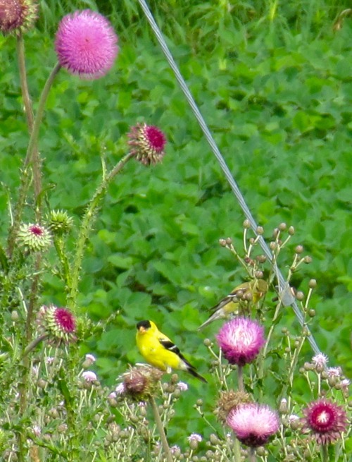 Goldfinches. The Pennsylvania German people who settled this area called them distelfink, or thistle
