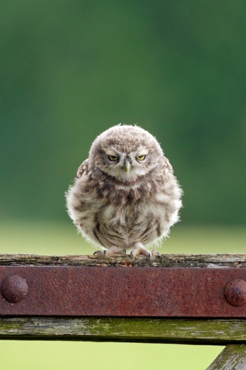 shmoo92:3fluffies:owlsstuff:More irresistible owls here: http://ift.tt/JQ5da3 Photo source (http://i