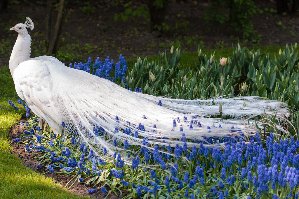 floralls:  White Peacock (by Silvain de Munck) 