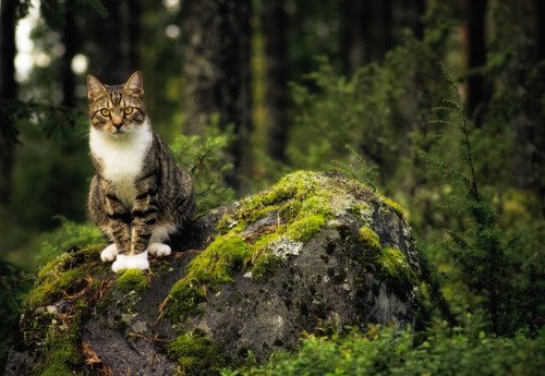 pagewoman:Forest Cat.photo by Joni Niemelä.