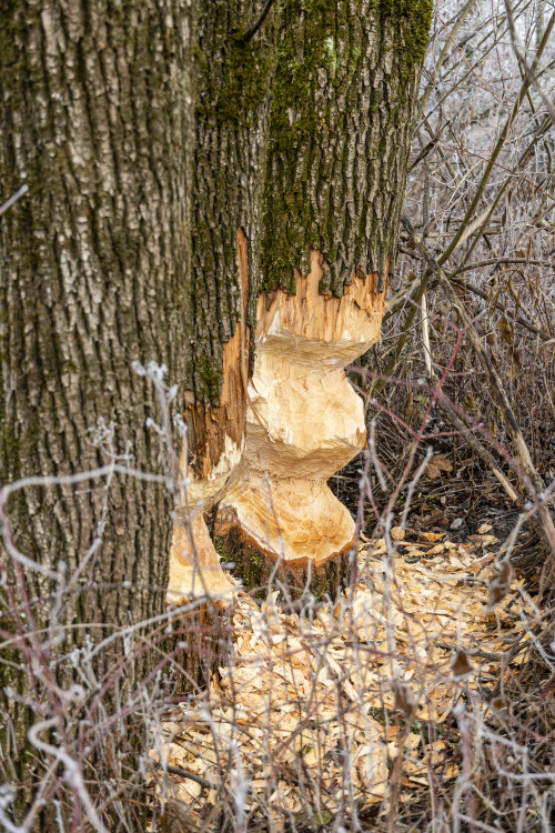 staudnhuckn:0 - 1 - 2 Euopean beaver (Castor fiber) signTennengau, Salzburg, Austria