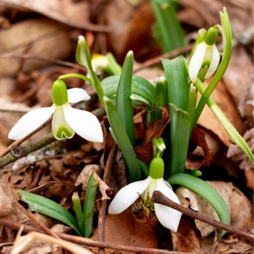 thefarmhouseproject:First signs of spring: snow drops and bee. Happy #Saturday from the farmhouse!