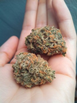 royallyoily:  Oregon Bill’s Blue Dream