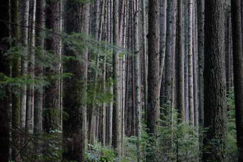 forest for the treesubc endowment lands, vancouver, bc