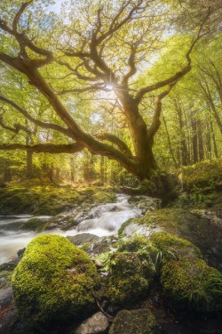 sublim-ature:  Tollymore, Northern IrelandDaniel