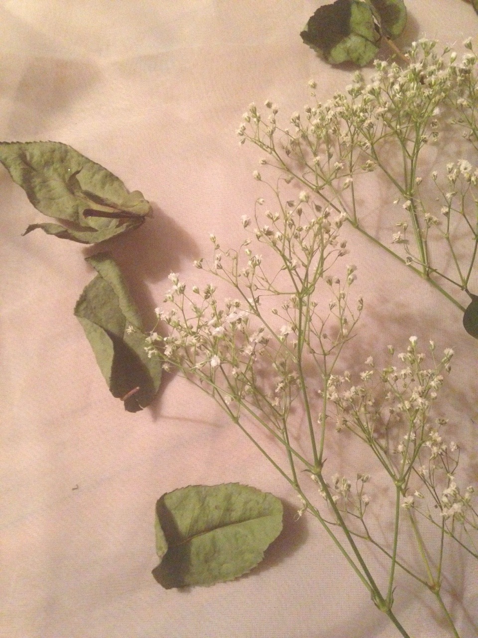 quiescent-fae:   1.22.15   Things have been hectic lately and by hectic I don’t