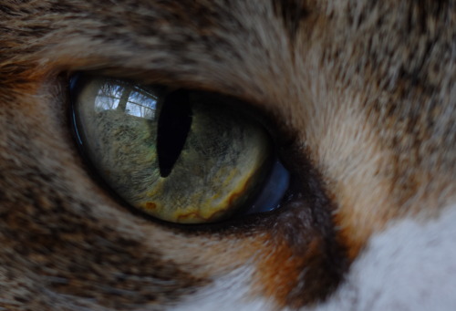 Cats have cool eyes. This one belongs to my brother’s cat, Möbius.
