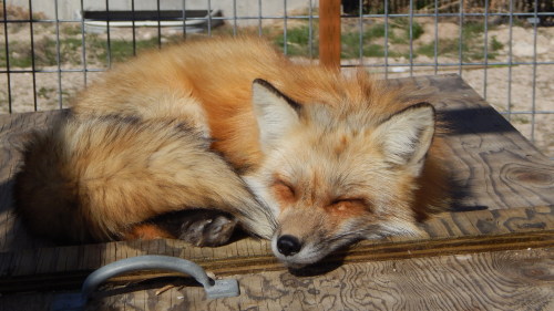 It’s a hard life being a fox, sitting around in the sun, showing off your cuteness to others. She’s 