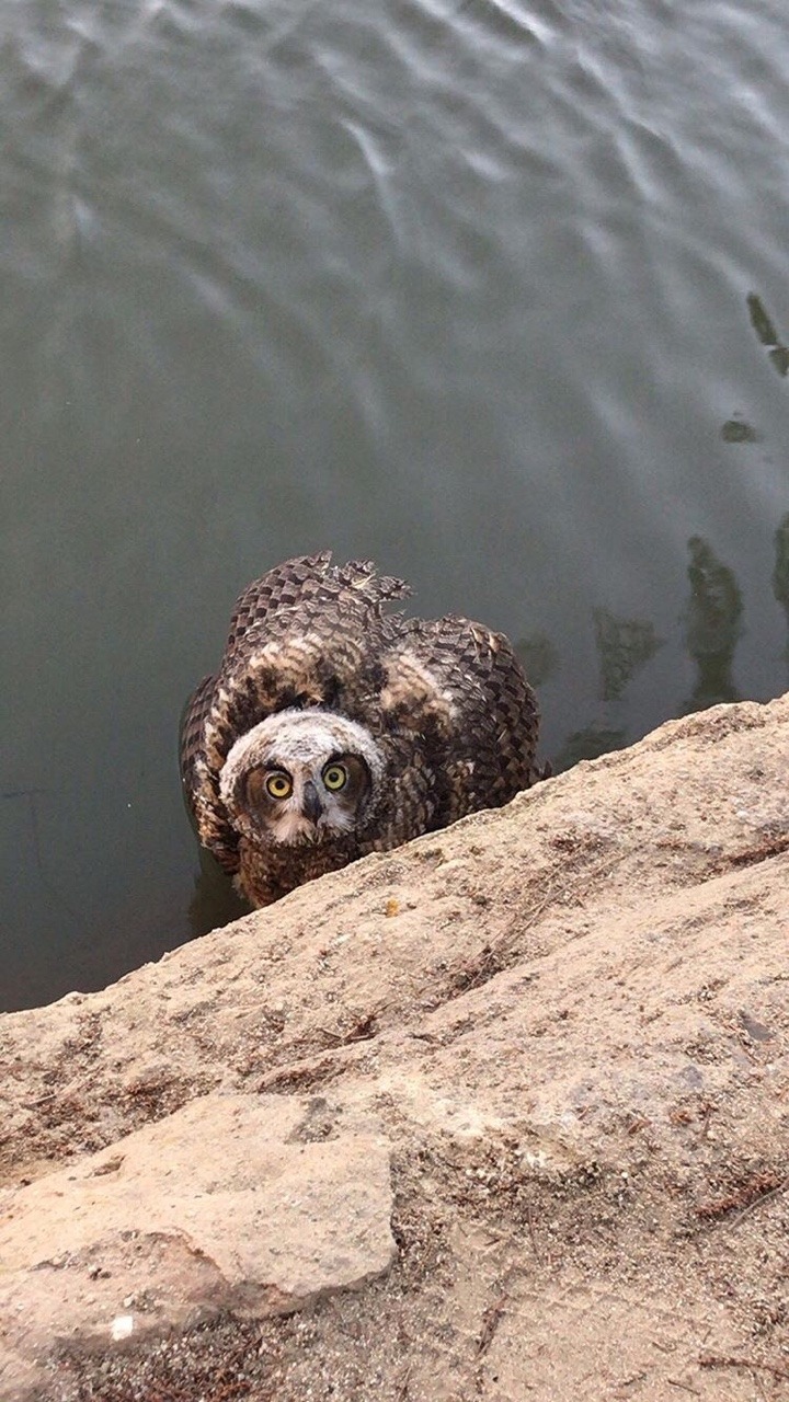 karmacharmeleon18: timatisblog:  demonladytakkuri:   shiraglassman:  saintcucumbers:   Can someone please tell me what it means when an owl LITERALLY fucking swims towards you and then stares you down??  Like look at it?? Literally flew past me and my