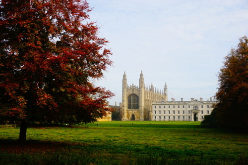 fall trees