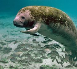 typhlonectes:   It’s  Manatee Awareness