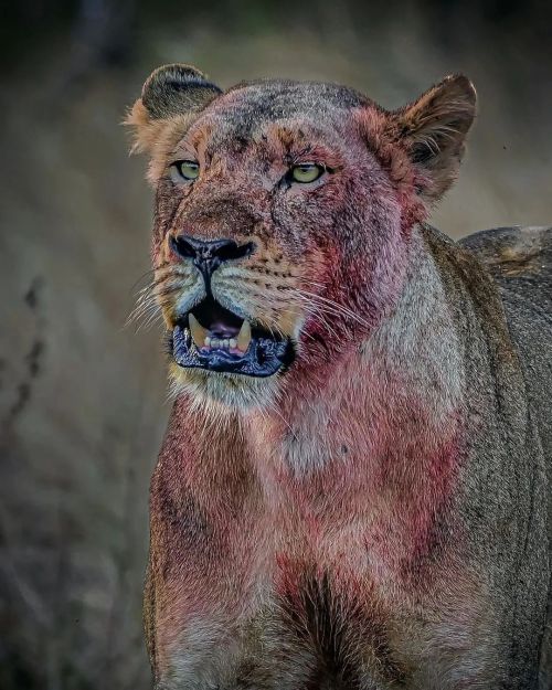 Photo by @rafafdezjr The lioness she is in charge to feed the herd. They mainly hunt and are very ef