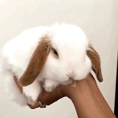 daddyslittlekitten227:For @princess-ghostiebuns♡Bunny Stimboard♡♡Requests for moodboards and stimboa