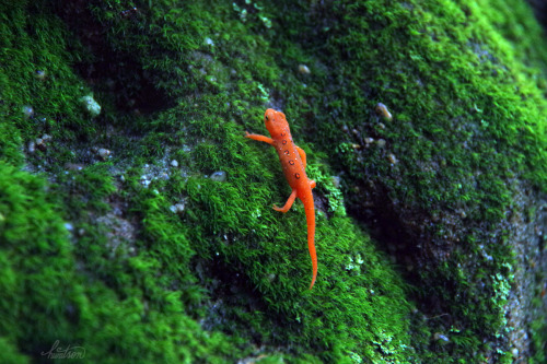 ladyvean: frolicingintheforest: One of TWELVE Red Spotted Newts (Notophthalmus viridescens), I saw t