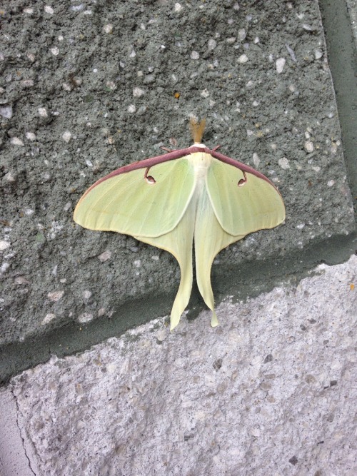 mothmonarch:radturtleswhat:Can anyone tell me what this is ????That is a luna moth! Looks like a boy