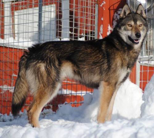 finahundar: Vox Celesta’s Siberian husky kennel