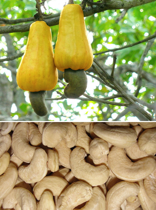 How Food Looks Before It’s Harvested.