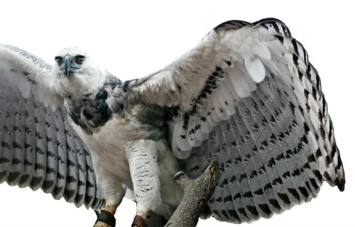 celtic-forest-faerie:{Harpy Eagle} by {Devilicious}