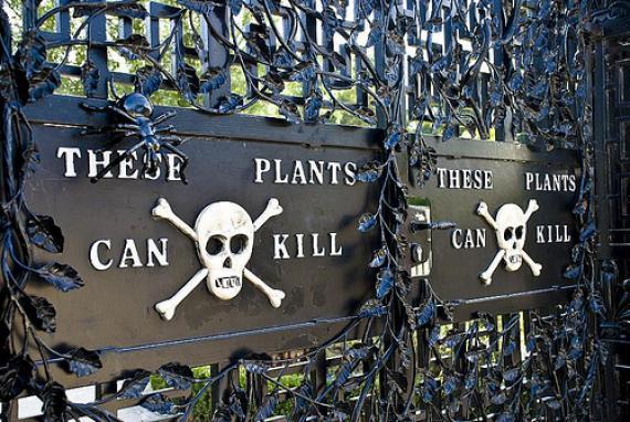 bregma:  The Alnwick Poison Garden is pretty much what you’d think it is: a garden