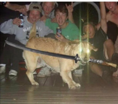 samurai dog with katana meme 'While You Were Partying, I Studied the Blade.' 