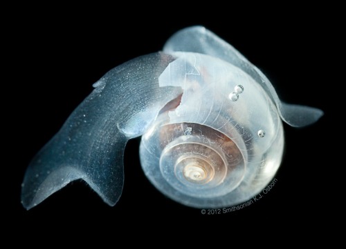smithsonianmag:  Amazing Sea Butterflies Are the Ocean’s Canary in the Coal Mine Most climate 