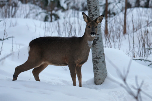 Roe deer/rådjur.