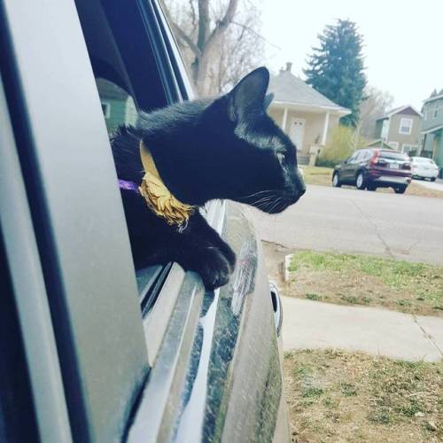 Just enjoying the summer car rides #blackcatsofinstagram #carrides #blackcat