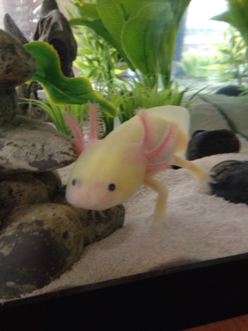 mayor-kyoto:  artsy-kitten:  Look at this dork. It’s so rare for him to be this low in the tank. He’s usually much more fond of floating in corners.  Shruuuunkkkk!!! <3!