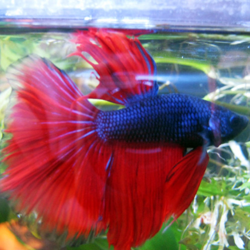 Is this a twintail or halfmoon betta? : r/bettafish