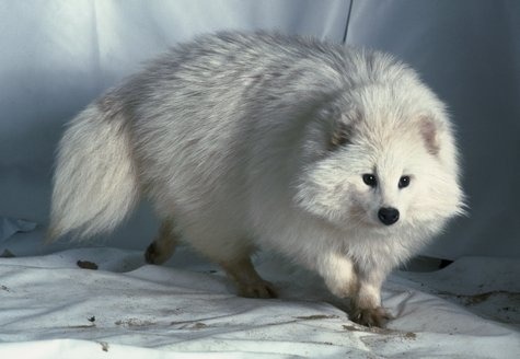 levi-ravioli-universe:
“This is a raccoon dog i want 25
”