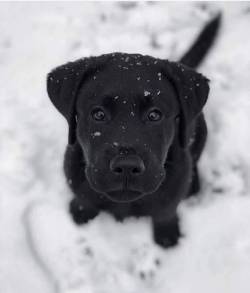 geographically-challenged:  xxxx-raven-xxxx:  awwcutepets:Cute doggoSuch a sweet little face! 🖤  Yup. It snowed. 😀