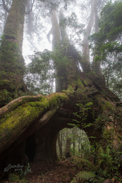 libutron:  Eight Immortals Tree | ©Steve Kim  (Taiwan) 