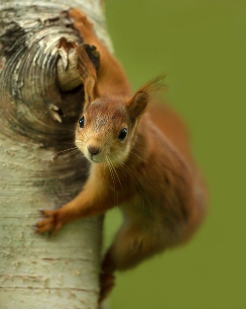 beautiful-wildlife:It’s My Tree! by Giedrius Stakauskas