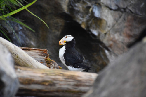 7.23.18 // horned puffin // AK