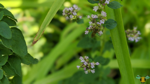 Silky-Striped Sweat Bee - Agapostemon sericeusAs promised on Tuesday when the Bicolored Sweat Bee wa