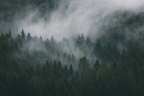 Fog and forest