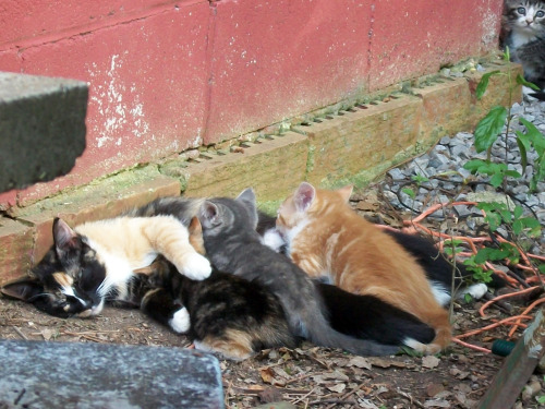 Here’s what I’ve been up to this week, haha.This sweet little momma calico cat showed up on the farm