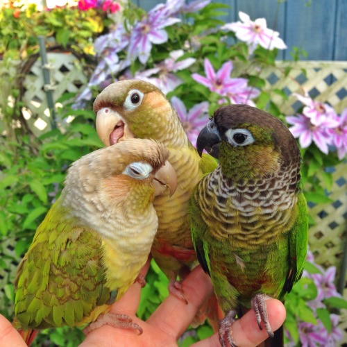 Yoshi licks twin birb